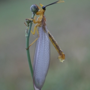 Nymphes myrmeleonoides at Quaama, NSW - 18 Jan 2009 06:12 AM