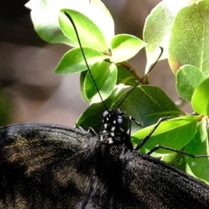 Papilio aegeus at Florey, ACT - 14 Nov 2019 09:57 AM