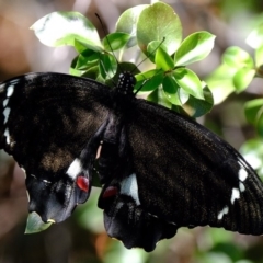 Papilio aegeus at Florey, ACT - 14 Nov 2019 09:57 AM