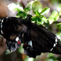 Papilio aegeus at Florey, ACT - 14 Nov 2019