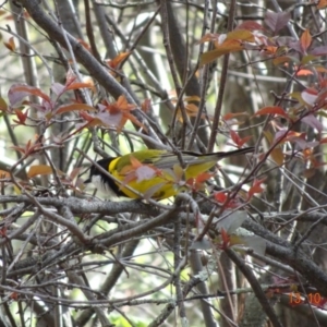 Pachycephala pectoralis at Garran, ACT - 13 Oct 2019