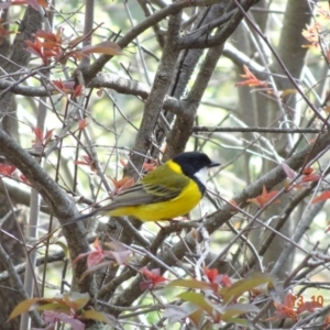 Pachycephala pectoralis at Garran, ACT - 13 Oct 2019