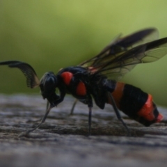 Pterygophorus cinctus (Bottlebrush sawfly) at Quaama, NSW - 7 Jan 2012 by FionaG
