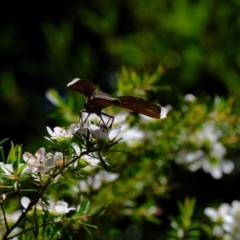 Comptosia stria (A bee fly) at Hackett, ACT - 13 Nov 2019 by Kurt