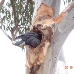 Callocephalon fimbriatum (Gang-gang Cockatoo) at Red Hill to Yarralumla Creek - 30 Oct 2019 by TomT