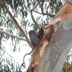 Callocephalon fimbriatum at Hughes, ACT - 30 Oct 2019