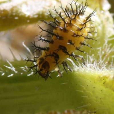 Epilachna sumbana (A Leaf-eating Ladybird) at Quaama, NSW - 13 Jan 2012 by FionaG