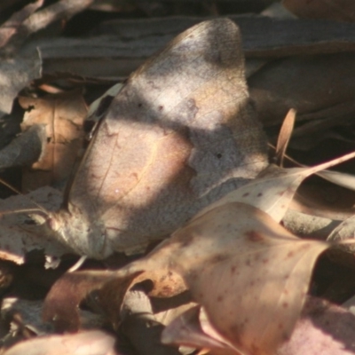 Heteronympha merope (Common Brown Butterfly) at Quaama, NSW - 24 Jan 2012 by FionaG