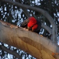 Callocephalon fimbriatum (Gang-gang Cockatoo) at Hughes Grassy Woodland - 28 Oct 2019 by TomT