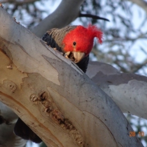 Callocephalon fimbriatum at Hughes, ACT - 28 Oct 2019