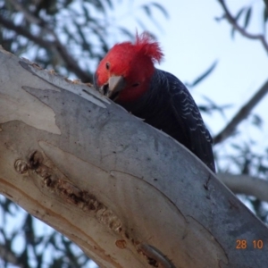 Callocephalon fimbriatum at Hughes, ACT - 28 Oct 2019