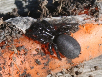 Hadronyche sp. (genus) (A funnel web) at Quaama, NSW - 11 Feb 2012 by FionaG