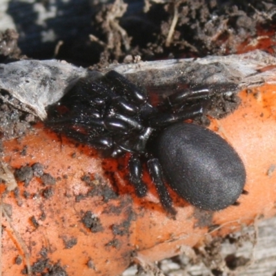 Hadronyche sp. (genus) (A funnel web) at Quaama, NSW - 12 Feb 2012 by FionaG