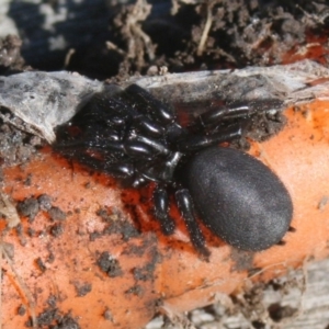 Hadronyche sp. (genus) at Quaama, NSW - 12 Feb 2012
