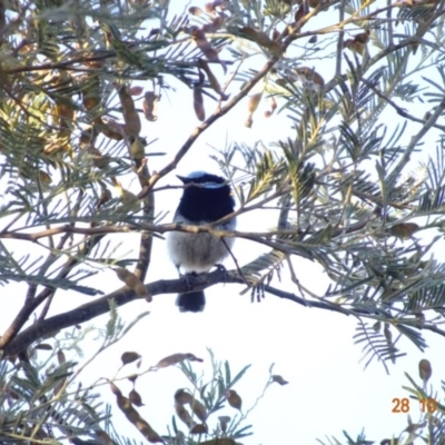 Malurus cyaneus (Superb Fairywren) at Deakin, ACT - 28 Oct 2019 by TomT