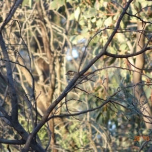 Pyrrholaemus sagittatus at Deakin, ACT - 28 Oct 2019 06:55 PM