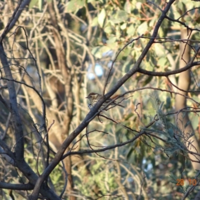Pyrrholaemus sagittatus (Speckled Warbler) at Deakin, ACT - 28 Oct 2019 by TomT