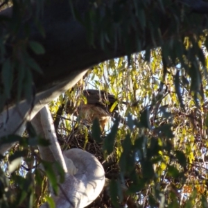 Tachyspiza fasciata at Deakin, ACT - 28 Oct 2019