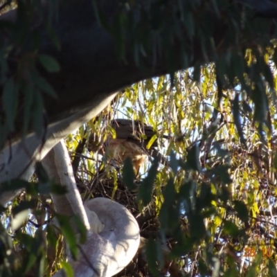 Accipiter fasciatus (Brown Goshawk) at Deakin, ACT - 28 Oct 2019 by TomT