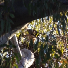 Accipiter fasciatus (Brown Goshawk) at Deakin, ACT - 28 Oct 2019 by TomT