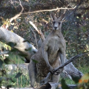 Macropus giganteus at Deakin, ACT - 28 Oct 2019