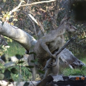 Macropus giganteus at Deakin, ACT - 28 Oct 2019