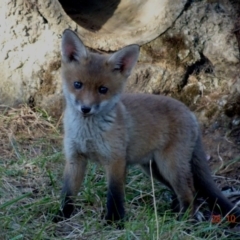 Vulpes vulpes (Red Fox) at Red Hill Nature Reserve - 28 Oct 2019 by TomT