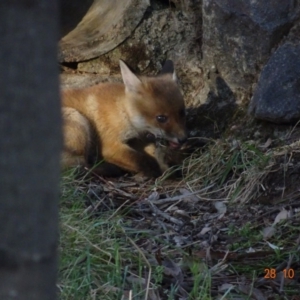 Vulpes vulpes at Deakin, ACT - 28 Oct 2019 06:24 PM