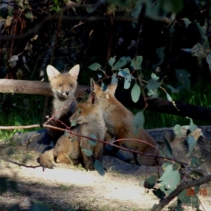 Vulpes vulpes at Deakin, ACT - 28 Oct 2019 06:24 PM