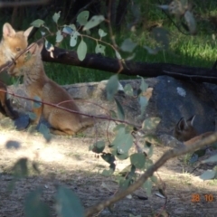 Vulpes vulpes at Deakin, ACT - 28 Oct 2019 06:24 PM