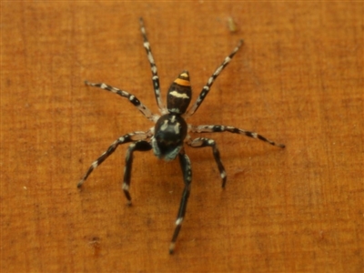 Astia hariola (Gypsy Jumper) at Quaama, NSW - 5 Mar 2012 by FionaG
