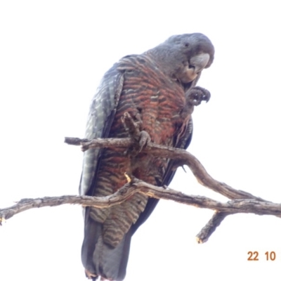 Callocephalon fimbriatum (Gang-gang Cockatoo) at GG55 - 22 Oct 2019 by TomT