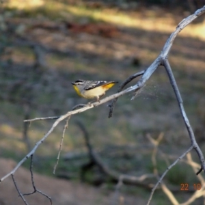 Pardalotus punctatus at Deakin, ACT - 22 Oct 2019