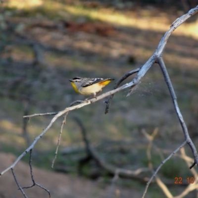 Pardalotus punctatus (Spotted Pardalote) at Red Hill Nature Reserve - 22 Oct 2019 by TomT