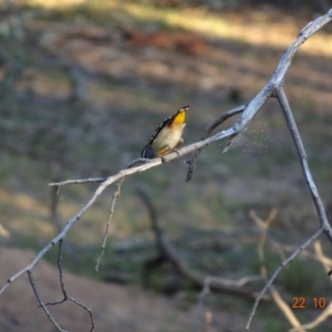 Pardalotus punctatus at Deakin, ACT - 22 Oct 2019