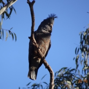 Callocephalon fimbriatum at Hughes, ACT - 22 Oct 2019