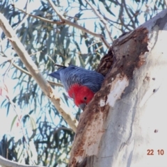 Callocephalon fimbriatum at Hughes, ACT - suppressed
