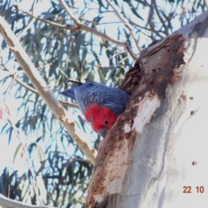Callocephalon fimbriatum at Hughes, ACT - suppressed