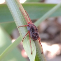 Rainbowia sp. (genus) (A mite) at Pollinator-friendly garden Conder - 26 Oct 2019 by michaelb