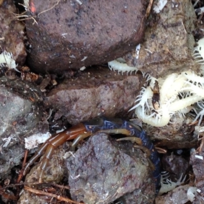 Chilopoda (class) (Centipede) at Murrah, NSW - 30 Jan 2016 by FionaG