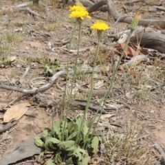 Hypochaeris radicata (Cat's Ear, Flatweed) at Lanyon - northern section A.C.T. - 2 Nov 2019 by MichaelBedingfield