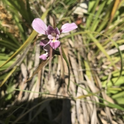 Diuris diminuta at Penrose - 14 Nov 2019 by Snowflake