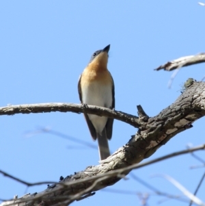 Myiagra rubecula at Penrose State Forest - 14 Nov 2019