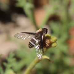 Villa sp. (genus) (Unidentified Villa bee fly) at ANBG - 14 Nov 2019 by HelenCross