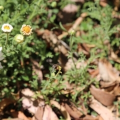 Villa sp. (genus) at Acton, ACT - 14 Nov 2019