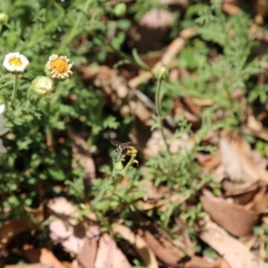 Villa sp. (genus) at Acton, ACT - 14 Nov 2019 12:00 PM