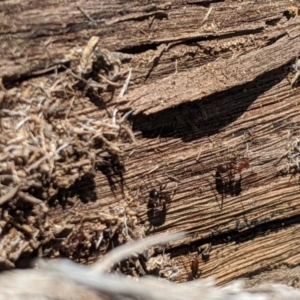 Papyrius nitidus at Latham, ACT - 14 Nov 2019