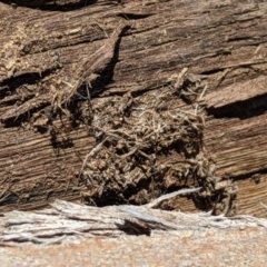 Papyrius nitidus at Latham, ACT - 14 Nov 2019