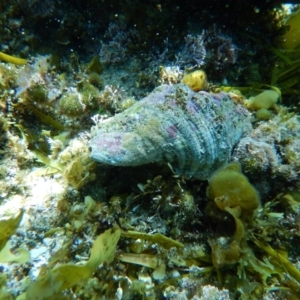 Cabestana spengleri at Bawley Point, NSW - 14 Nov 2019 10:44 AM