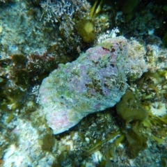 Cabestana spengleri at Bawley Point, NSW - 14 Nov 2019